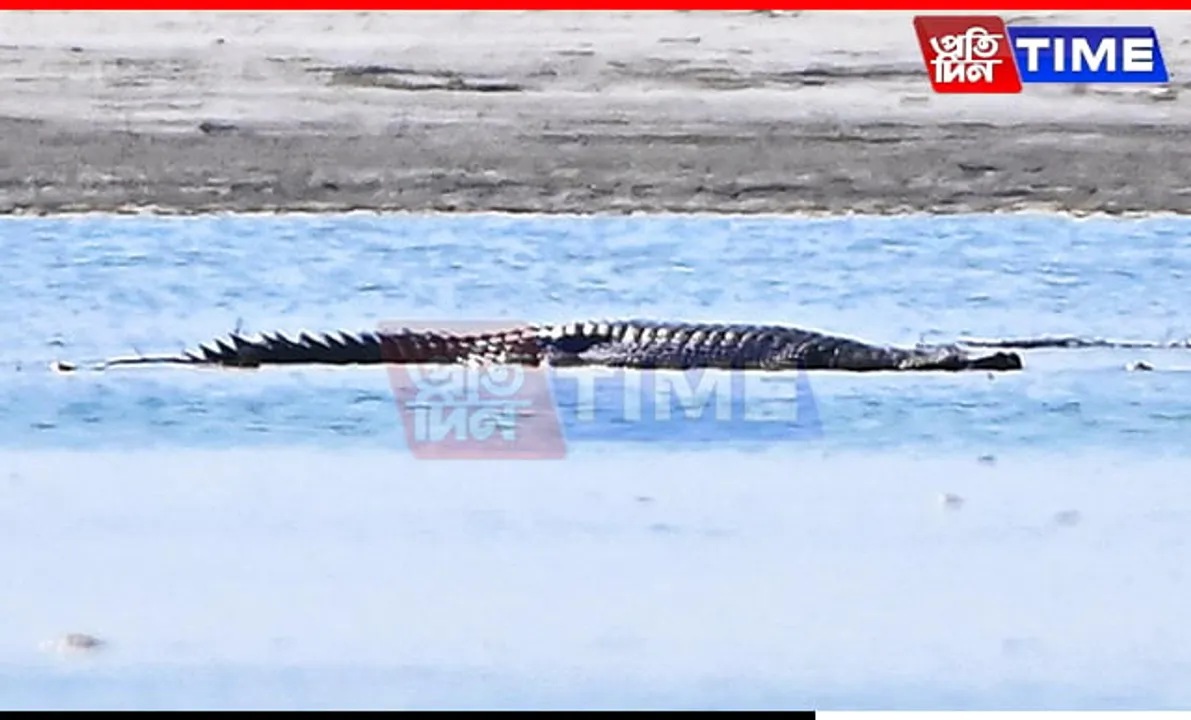 Brahmaputra's Lone Female Gharial Awaits Potential Mate After Years of Solitude